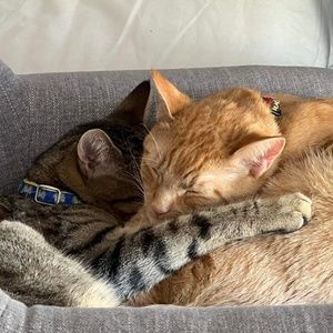 Meet your Posher, Rachel